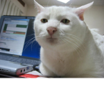 THE CAT SUNDA