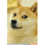 Doge Is Da Best Dog