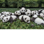 Panda gang squad family
