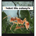 Little animals life