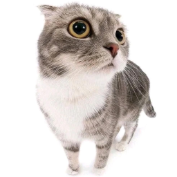 🐈