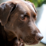 Thoughtful Dogs Allowed!!