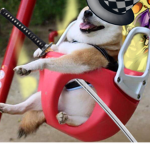 Doge The Group