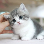LARGE CAT