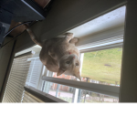 Idk I’m just bored HELP OUT MY KITTY :D