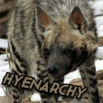Hyenarchy