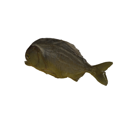 Piranha