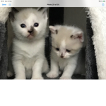 Friends pikkyb