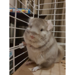 M&M Chinchillas