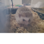 Hedgehog groups