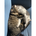 Cats that LOVE World Zero