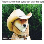 Doggos friends forever!