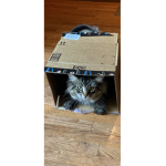 Cat imposters