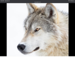 Blitz_wolf clan