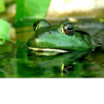 ~Frogs United~
