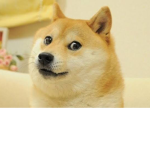 Dogs and doges united woof