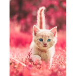 Cats forever more