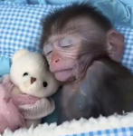 Melting Monkeys!!!