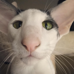 Oriental Shorthair