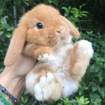 .:*BunnyLand*:.
