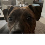 Rese the dog