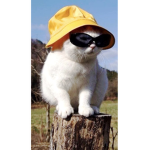 Wonderful kitten
