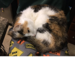 Chicken Nugget Guinea And Easter Bunny PET SQUAD