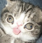 Pawdcz