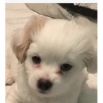 Doggypower puppys