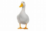 DUCKKKKK B)