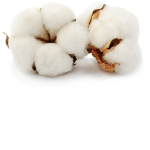 Fluff gang boi
