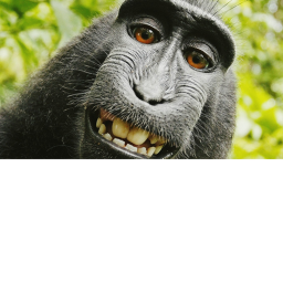 monkey money generator