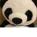 Panda boys discover team