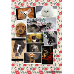Animals with friends and more