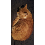 the cat gamers be nice