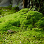 mossbin