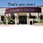 Lily’s adoption center