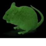Official Cult of The Rodent