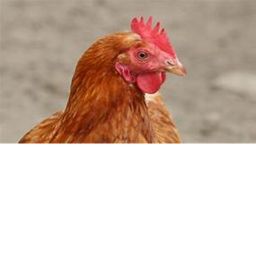 The chicken hangout farm