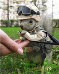 army squirrels