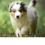 Puppies Puppies Puppies and more Puppies