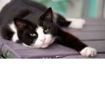 #kingofthecats