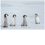 Legendary TEAM PENGUIN