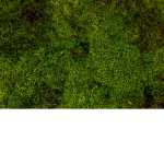 The Moss Kingdom