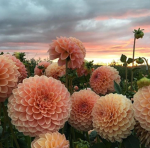 Dahlias! {Clip-It Group!}