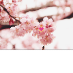 *Annie's Blossoms*