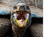 The Turtle Group, all types of turtles are here