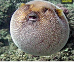 Your heads an egg