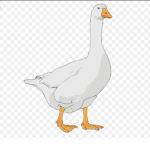 Ducky’z