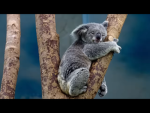 Koala savers save ‘em